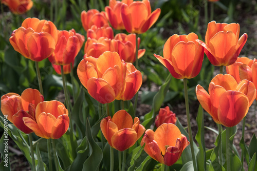Bright orange tulips in a garden
