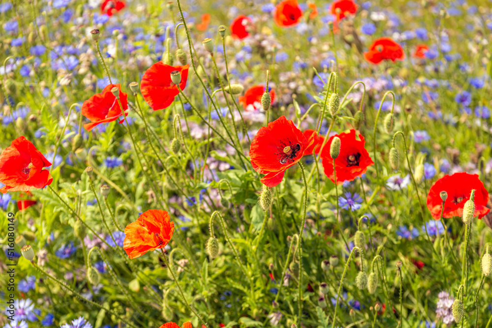Naklejka premium Closeup of red blooming poppies and blue blooming cornflowers growing intermingled in a field. The photo was taken at the beginning of the summer season in a Dutch nature reserve.