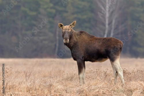 Łoś (Alces alces) w swoim naturalnym środowisku #516080366