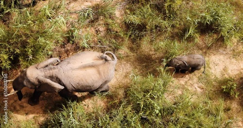 Top down view, Baby Elephant in Wild Africa, National park, African Safari