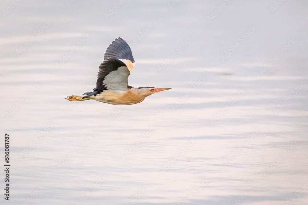 A male of a small heron, the little bittern, flying by. Blurry blue water in the background. An evening at a lake.