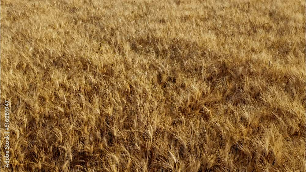 Top view of a wheatfield. Flying over a field of wheat in slow motion. Field before harvesting. Modern agriculture. Drone flying over ripened wheat field Top view of a wheatfield. Flying over a field of wheat in slow motion. Field before harvesting. Modern agriculture. Drone flying over ripened wheat field