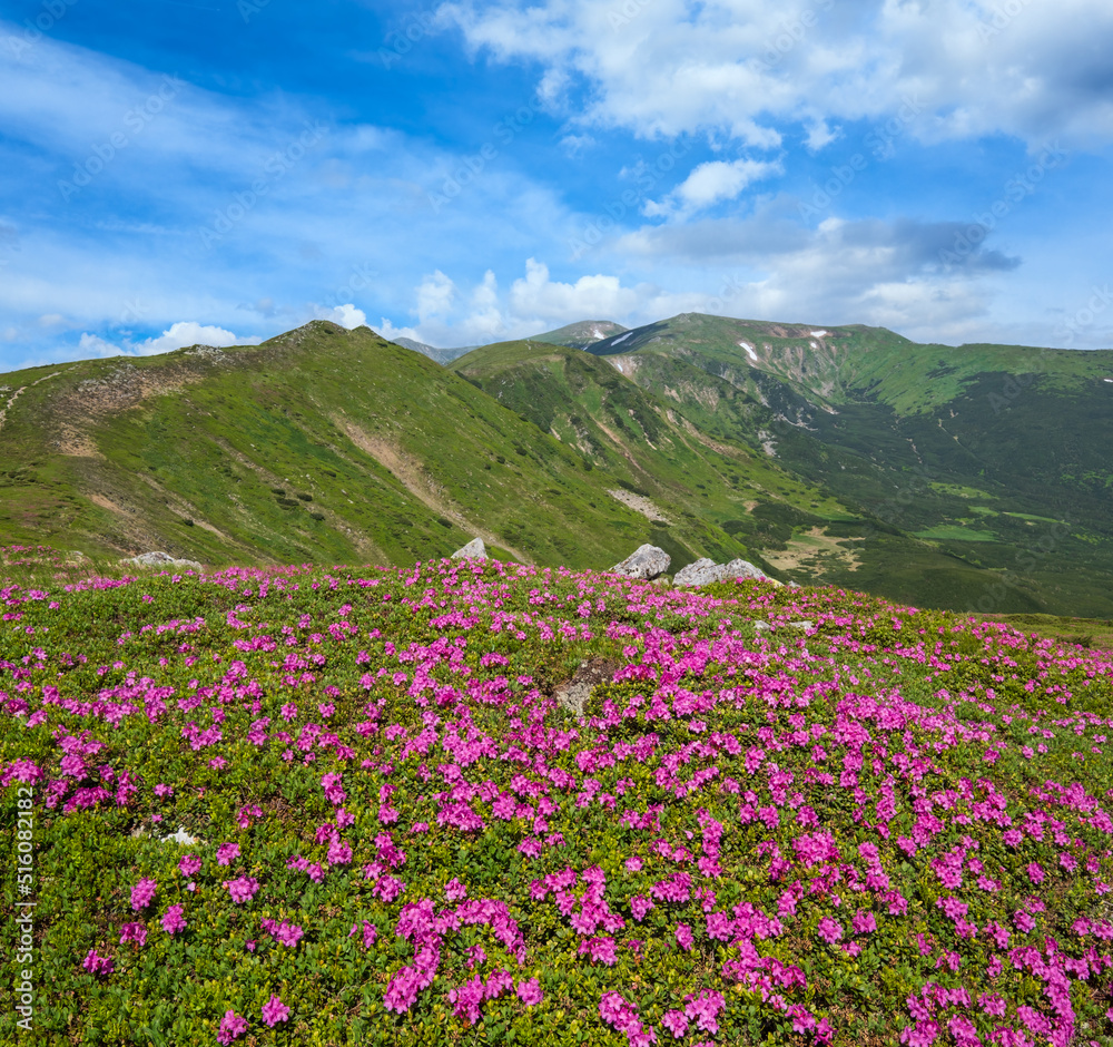 Blossoming slopes (rhododendron flowers ) of Carpathian mountains.