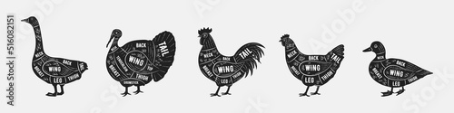 Poultry meat diagram set. Trendy vintage hand-drawn style. Goose, Turkey, Rooster, Hen, Duck. Cuts of meat set for butchery, meat shop, restaurant, grocery store. Vector illustration