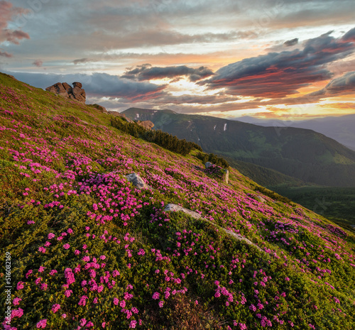 Pink rose rhododendron flowers on summer mountain slope, Carpathian, Ukraine.