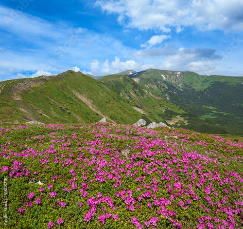 Blossoming slopes  rhododendron flowers   of Carpathian mountains.