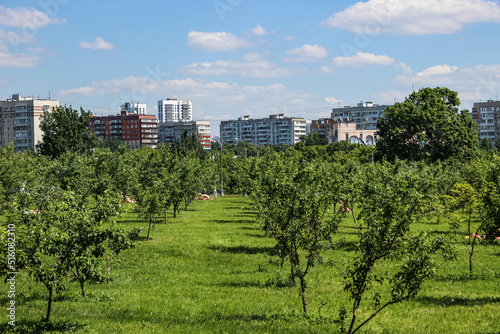 Young trees growing in the meadow and the city visible behind