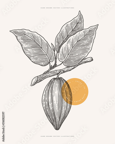 Engraving drawing of a cocoa bean on a branch with leaves. Botanical design element for labels, emblems, chocolate packaging. Vector vintage illustration on a light isolated background.