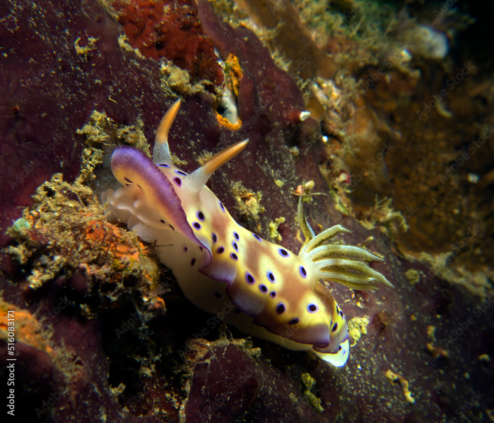 Fototapeta premium Goniobranchus Kuniei Nudibranch crawling Boracay Island Philippines