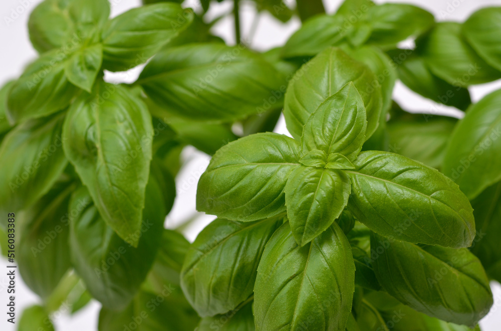 green basil leaves close-up, herbs in the kitchen on a white background green basil leaves close-up, herbs in the kitchen on a white background