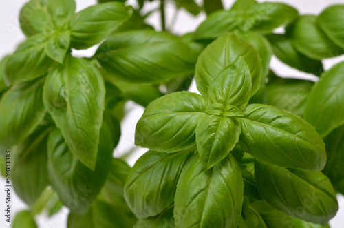 green basil leaves close-up, herbs in the kitchen on a white background