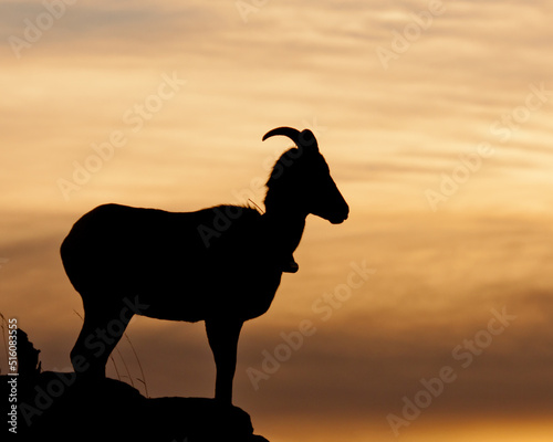 Foto Bighorn Sheep ewe sunrise silhouette