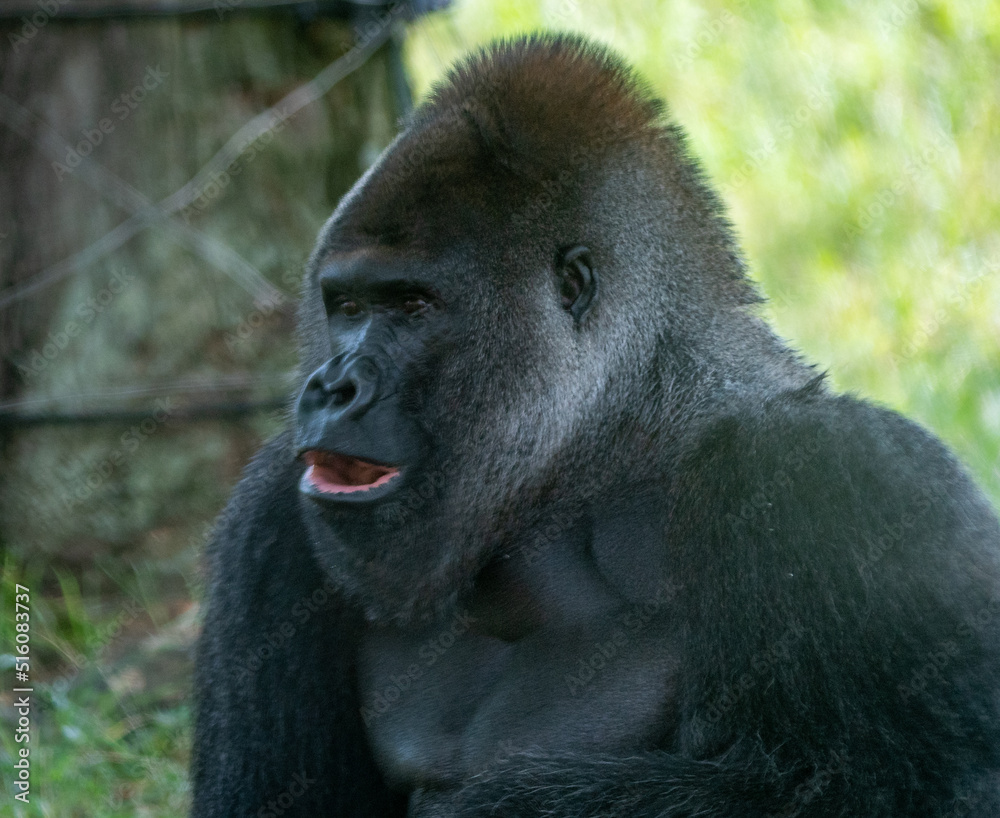 Obraz premium Gorilla OMG