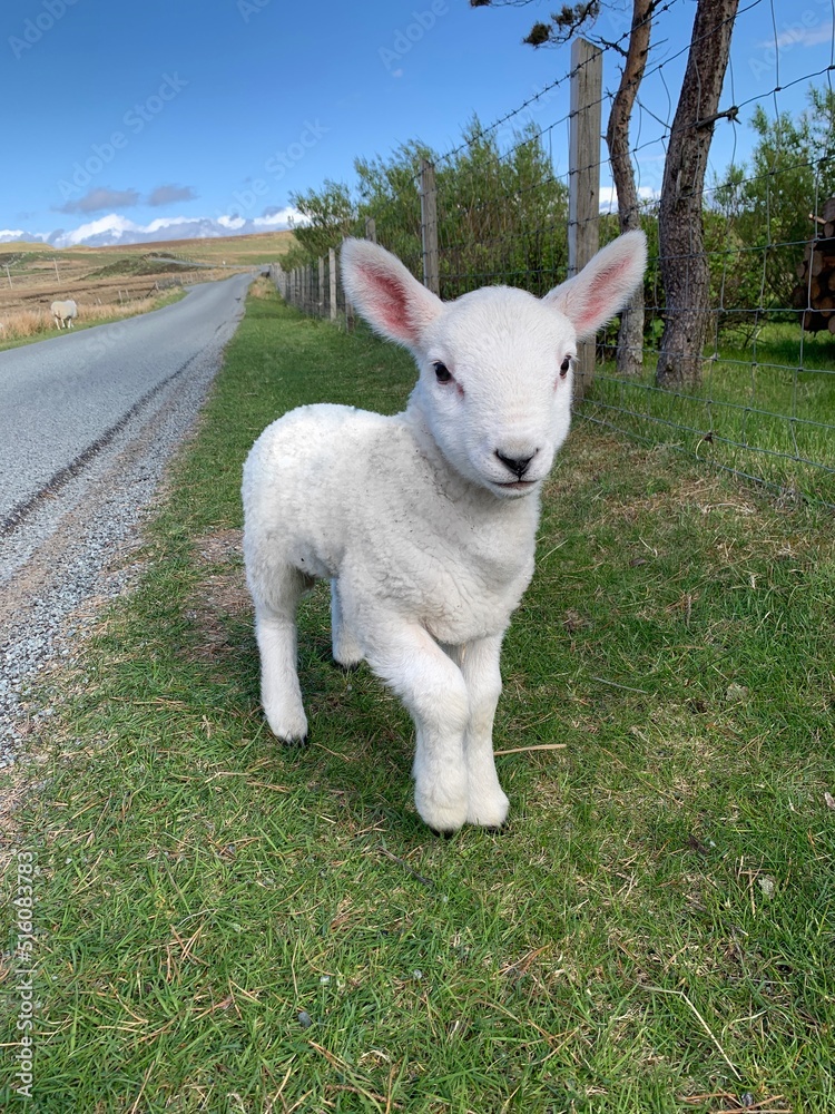Fototapeta premium sheep in a field