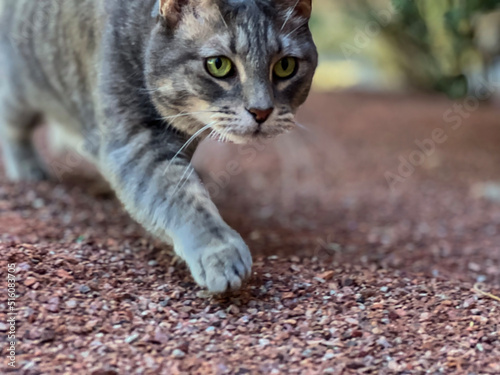 Fotografie, Obraz Cat patrols