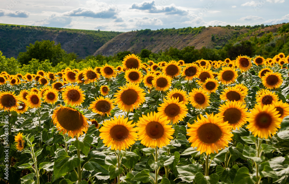 Obraz premium sunflower field with sky
