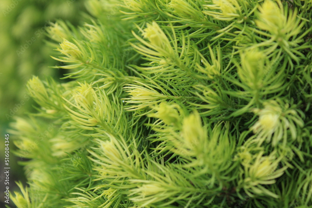 coniferous tree with green needles. cultivation of coniferous lei. Yard design coniferous tree with green needles. cultivation of coniferous lei. Yard design