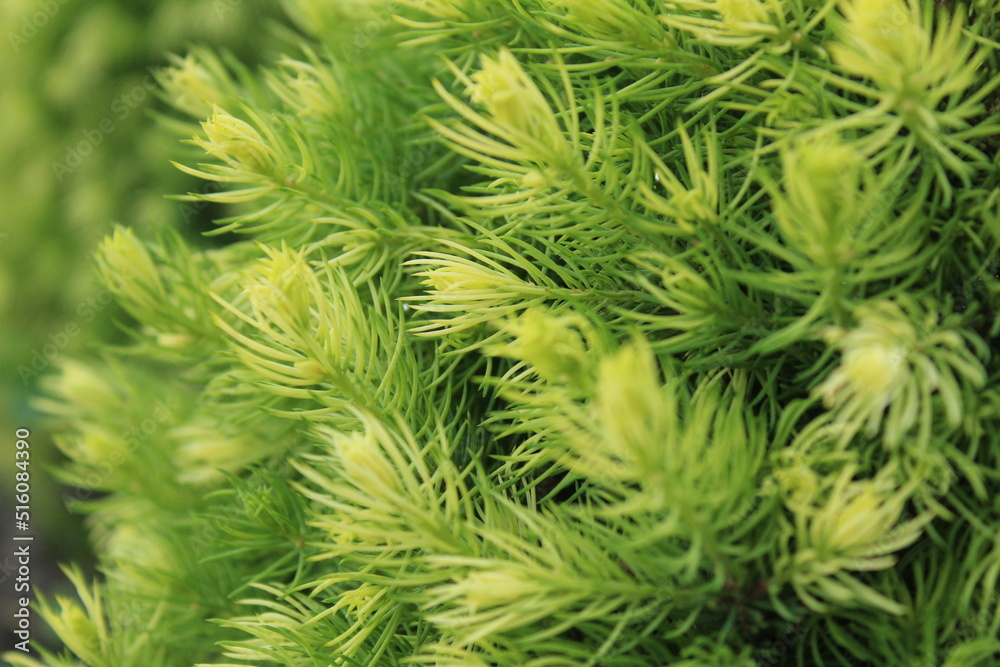 coniferous tree with green needles. cultivation of coniferous lei. Yard design coniferous tree with green needles. cultivation of coniferous lei. Yard design