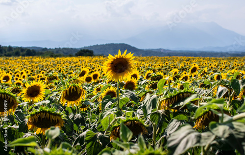 Sunflowers field in the summer, Viverone lake, Piemonte, Italy
 photo