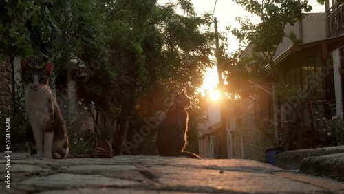 Street cats on old picturesque Greek street during sunset.