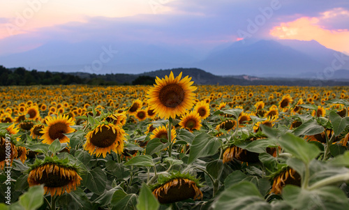 Sunflowers field in the summer at sunset, Viverone lake, Piemonte, Italy
 photo