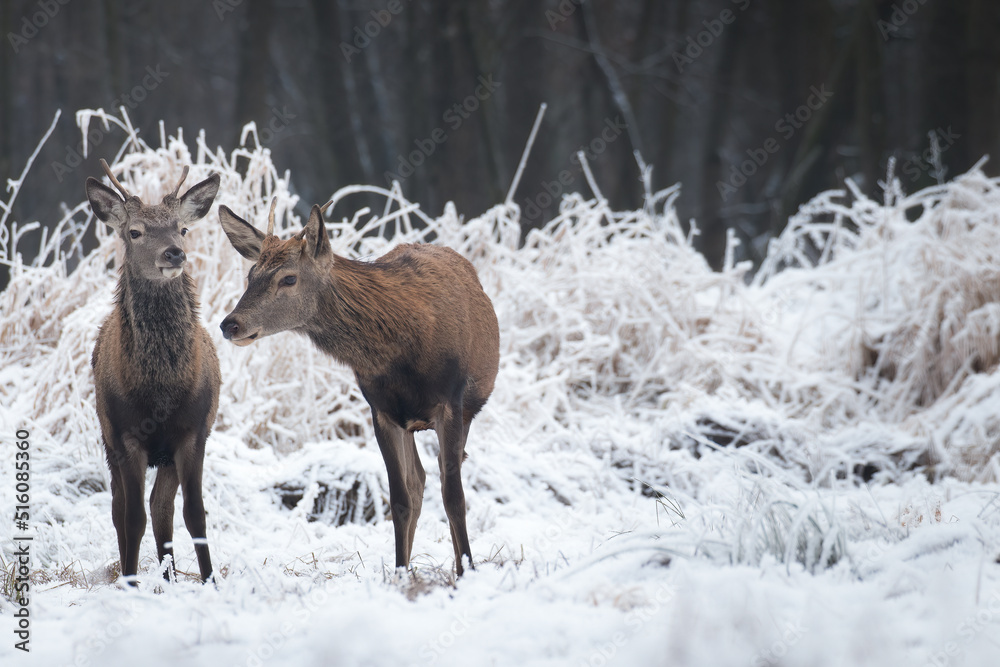 Beautiful herd of red deer, Cervus elaphus, on a white meadow in the snow, large forest animals in the game refuge, nature reserve in winter, beautiful snow-covered meadow and wild animals Beautiful herd of red deer, Cervus elaphus, on a white meadow in the snow, large forest animals in the game refuge, nature reserve in winter, beautiful snow-covered meadow and wild animals