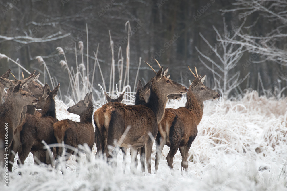 Beautiful herd of red deer, Cervus elaphus, on a white meadow in the snow, large forest animals in the game refuge, nature reserve in winter, beautiful snow-covered meadow and wild animals Beautiful herd of red deer, Cervus elaphus, on a white meadow in the snow, large forest animals in the game refuge, nature reserve in winter, beautiful snow-covered meadow and wild animals