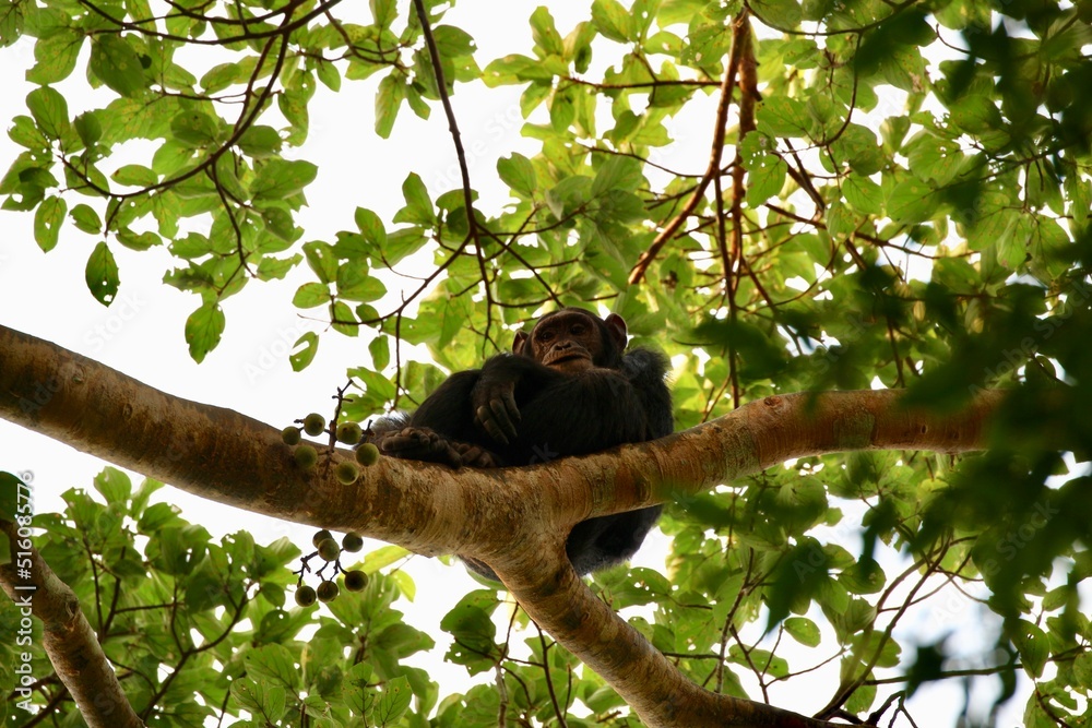 Fototapeta premium chimpanzee in a tree on safari in uganda