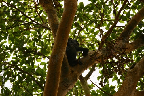 chimpanzee in a tree on safari in uganda © PandaFrog