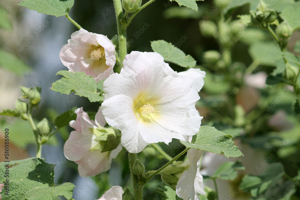 White flowers of common hollyhock (Alcea rosea) plant close-up in summer garden