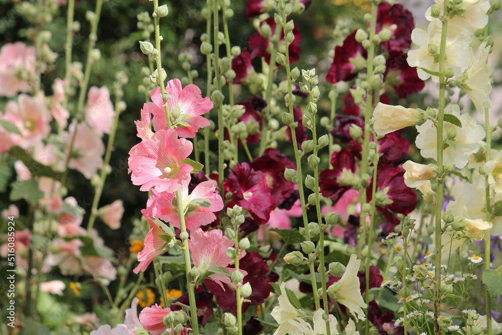 Summer garden with flowering common hollyhock (Alcea rosea) plants with flowers of different colors Summer garden with flowering common hollyhock (Alcea rosea) plants with flowers of different colors