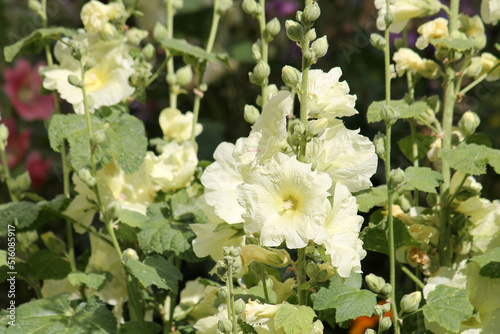 Fotografie Pale yellow flowers of common hollyhock (Alcea rosea) plant close-up in summer g
