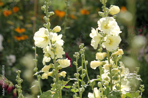 Pale yellow flowers of common hollyhock (Alcea rosea) plant close-up in summer garden photo