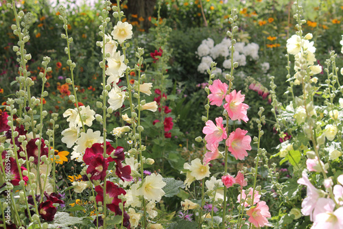 Flowering common hollyhock (Alcea rosea) plants with flowers of different colors in summer garden photo