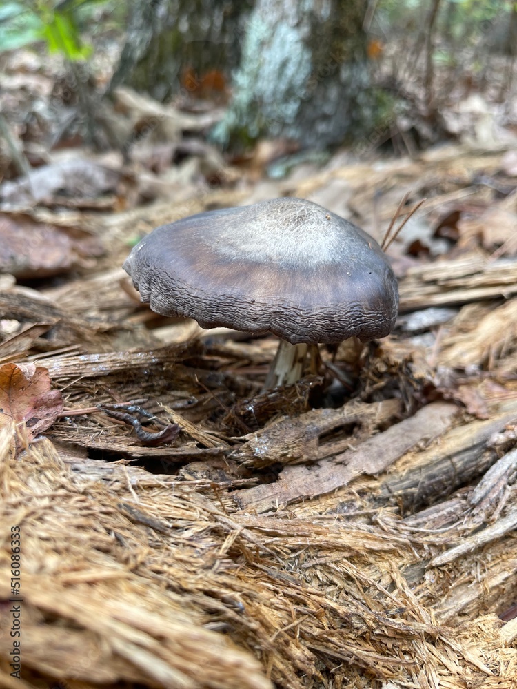 mushroom in the forest