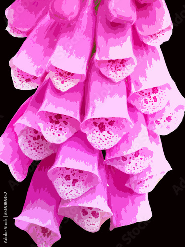 Illustration of the foxglove flower