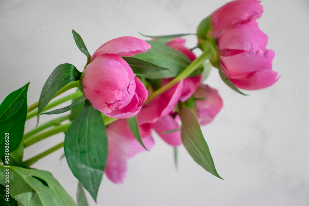 Beautiful peony flower on a light background frame Beautiful peony flower on a light background frame