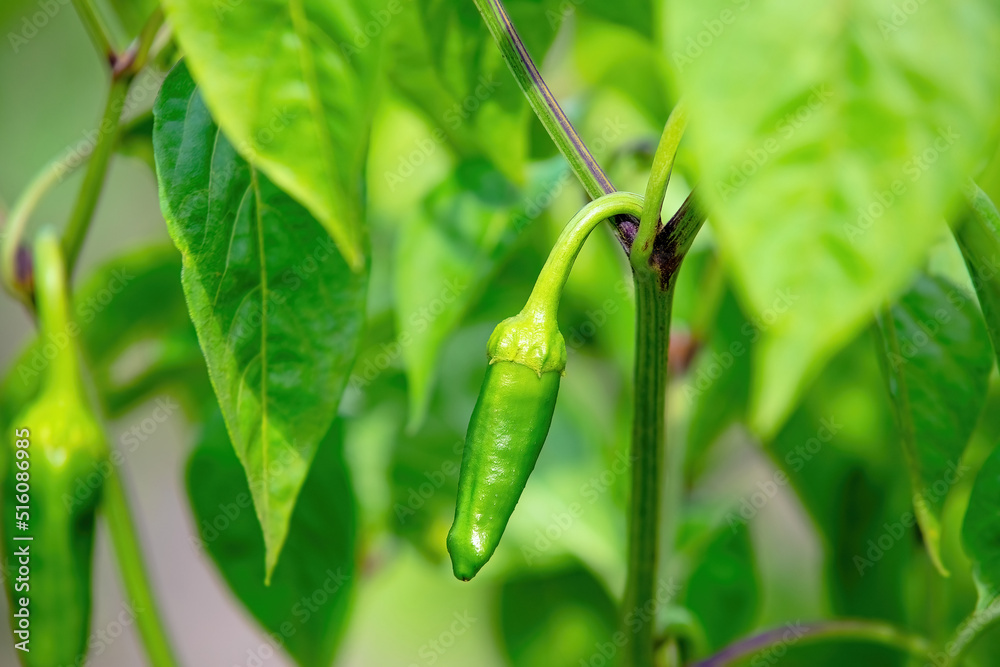 green pepper grow at young plant become a organic fresh and spicy fruit ready for harvest