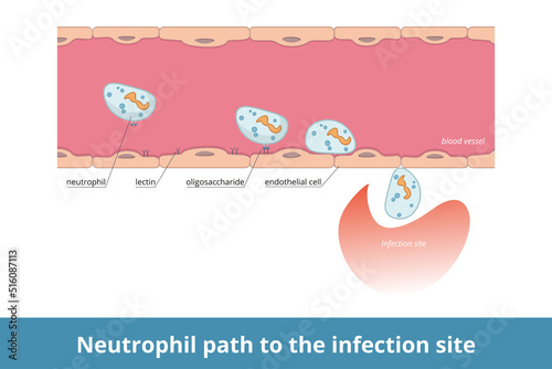 Neutrophil path to the infection site.	Cell-surface carbohydrate are recognized by lectins that allows them to migrate from blood to infection site. photo