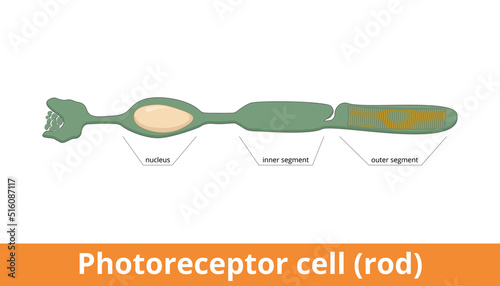 Photoreceptor cell (rod). Anatomy of a rod, including the nucleus, inner and outer segments, and membrane disks.