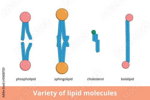 Variety of lipid molecules. Shapes of lipid molecules forming biological membranes, including phospholipid, sphingolipid, cholesterol and bolalipid. photo