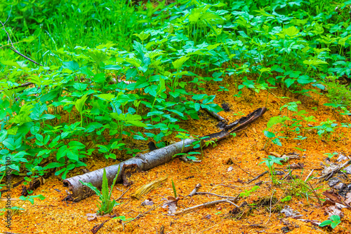 Sawed eaten tree stump and wood on forest floor Germany. photo