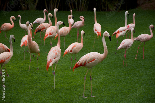 flamingos in the zoo