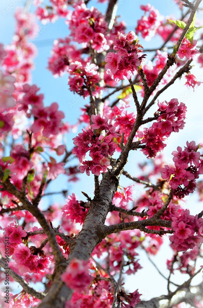 Galho da Prunus campanulata com as flores rosas da Prunus campanulata Galho da Prunus campanulata com as flores rosas da Prunus campanulata