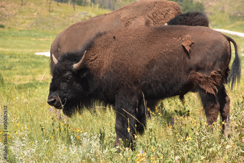 Grazing Young Bison in a Field with Wildflowers Grazing Young Bison in a Field with Wildflowers