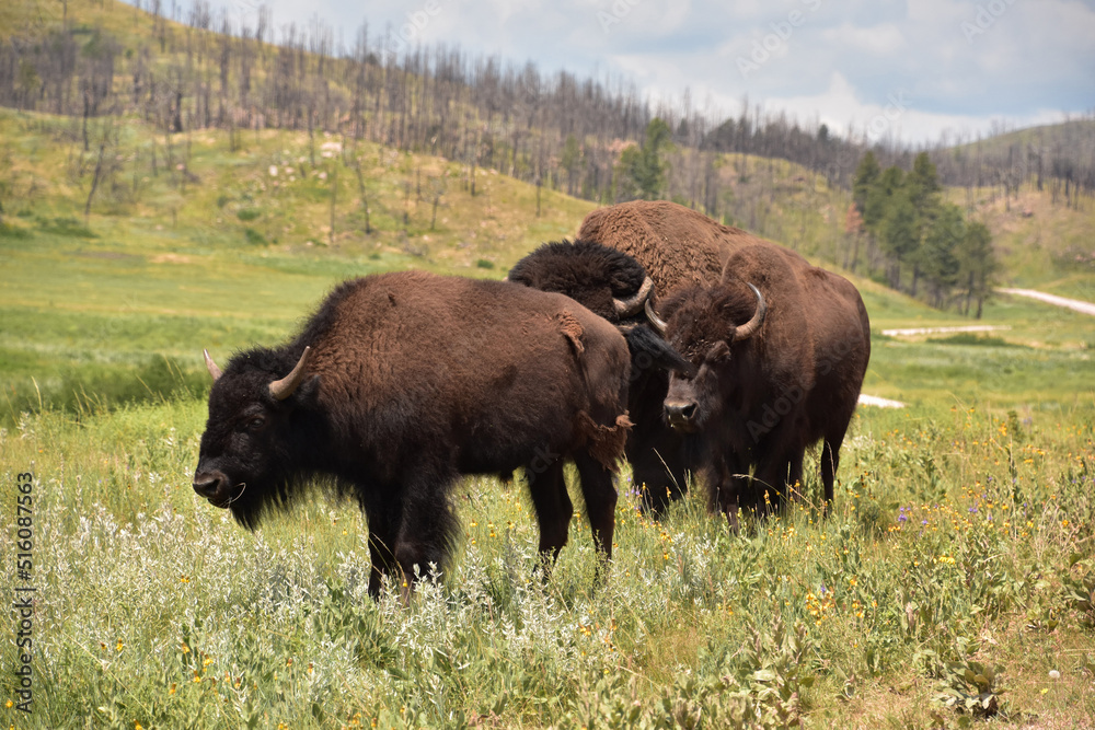 Close Up with a Trio of American Buffalo