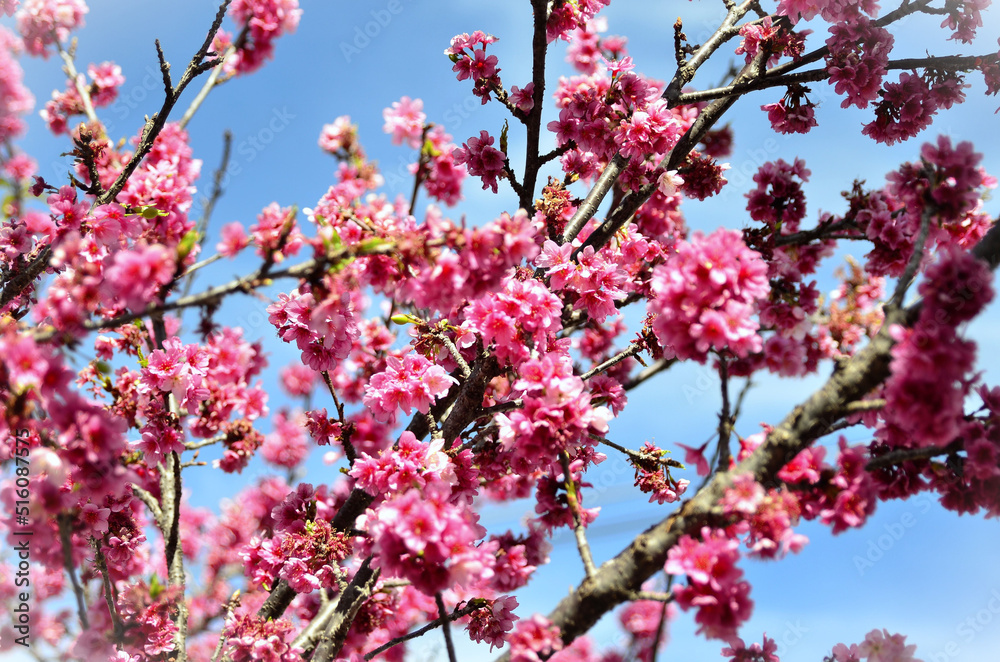 Em dia ensolarado as flores da Prunus campanulata Em dia ensolarado as flores da Prunus campanulata