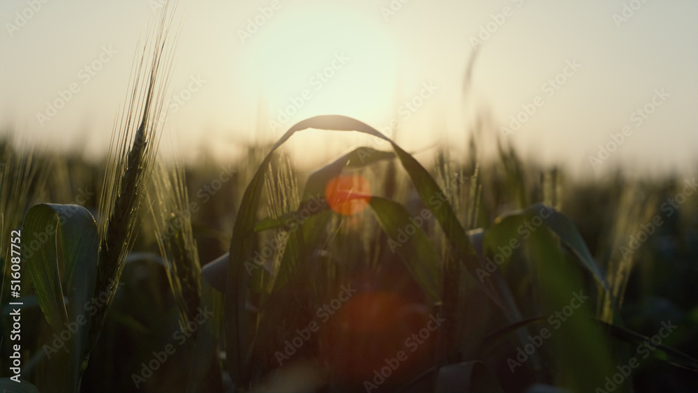 Ripening cereal crops closeup at sunrise. Green wheat field swaying wind.