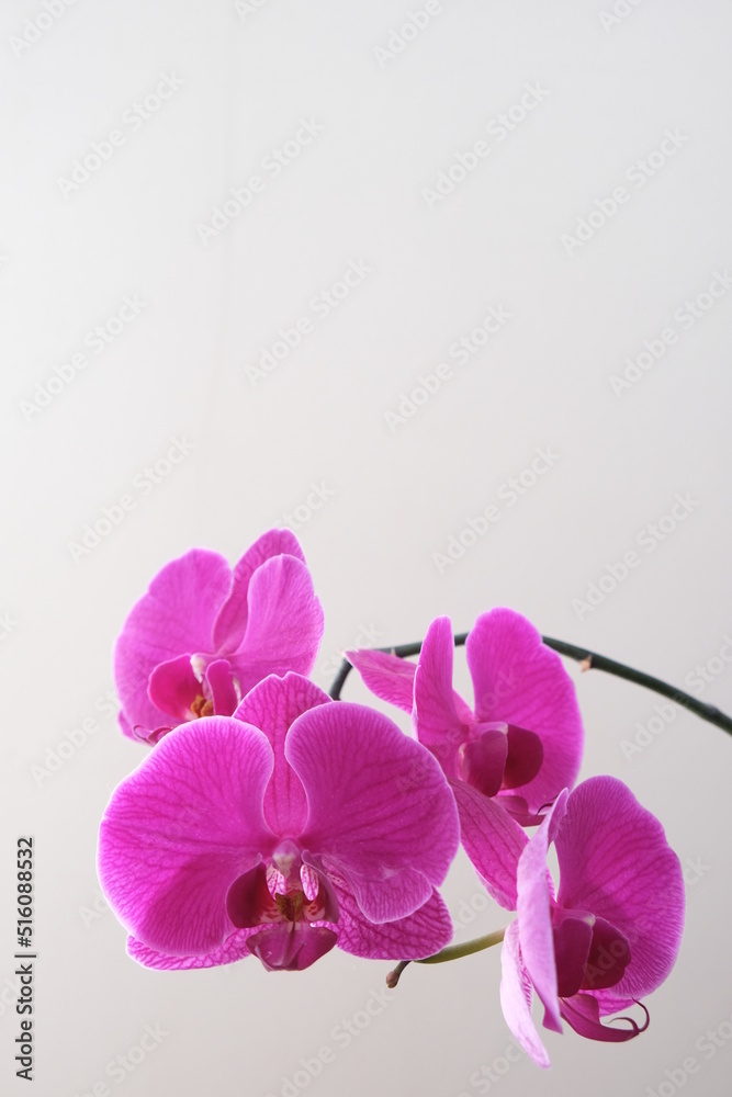 Obraz premium Pink orchid with isolated branch background. Selective focus of orchid.