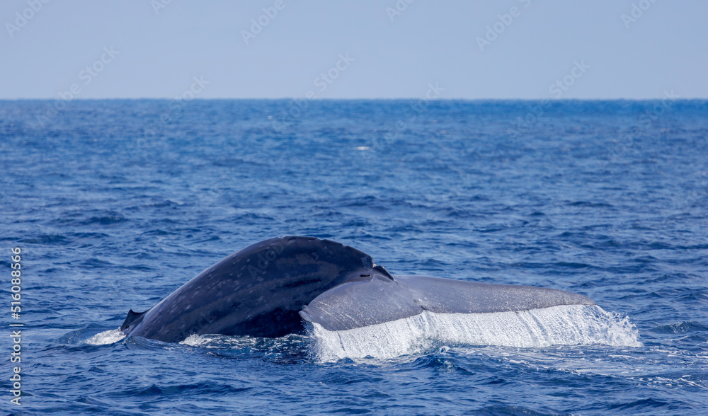 Fototapeta premium Blue whale (Balaenoptera musculus). The huge tail of a blue whale raised high before a deep dive. California.